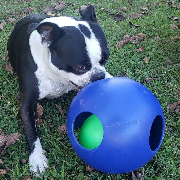 Meet your Posher, Lisa and Buddy - Picture 8 of 13